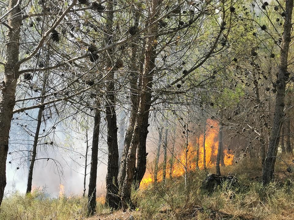 Nuovo incendio via della montagna. In fumo pineta